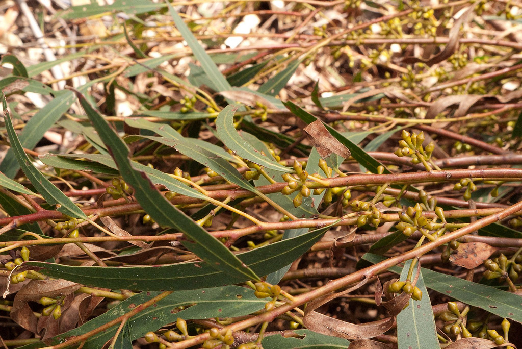 Eucalyptus smithii